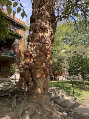 The Witches' Tree by null