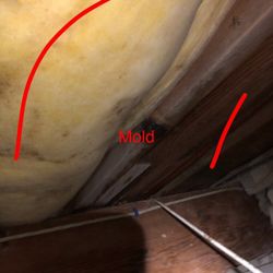 My Mold Finder - The deficiencies that cause mold and the mold itself.