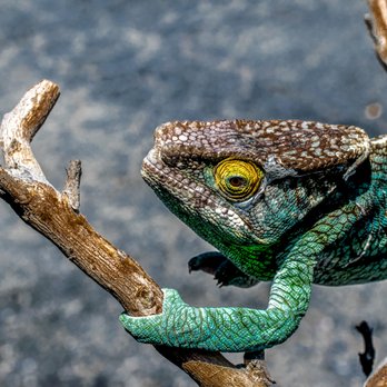 JTK Reptiles - Panther Chameleon - Reptile Shops Near Me - Long Beach, California