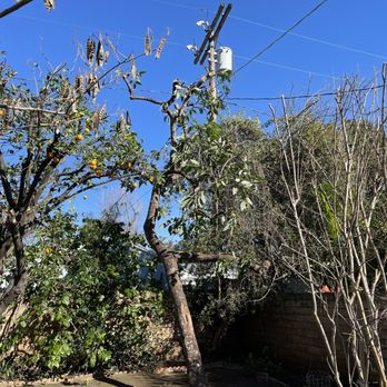 Millan Tree Service - General Contractors Near Me