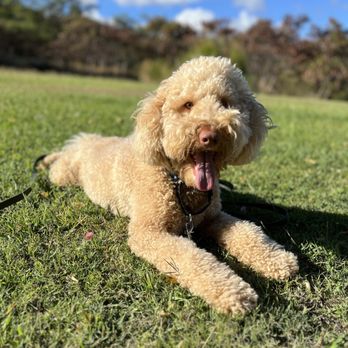 Hele Mai K9 - Pet Boarding Near Me