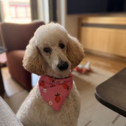 Poodle Poodle