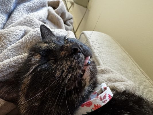 PAWS Chicago by null