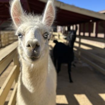 River Street Ranch - Petting Zoos Near Me - San Juan Capistrano, California River Street Ranch - Petting Zoos Near Me - San Juan Capistrano, California