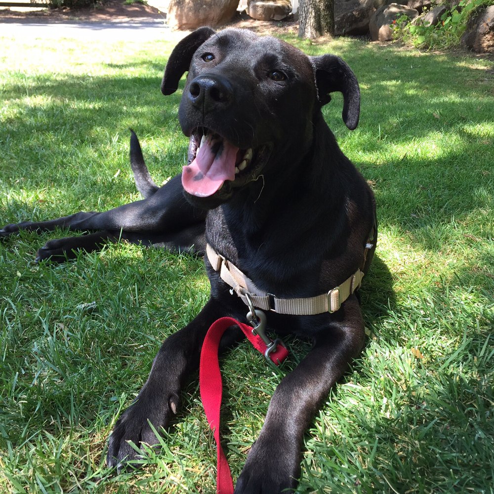 Big Dog Rescue - Our smiling boy at BDR - Pet Services Near Me Big Dog Rescue - Our smiling boy at BDR - Pet Services Near Me