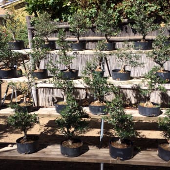Kimura Bonsai - Nurseries & Gardening Near Me - Castaic, California