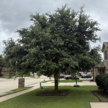 Leatherface Tree Service - Front yard - before - Tree Services Near Me - Dallas, Texas Leatherface Tree Service - Front yard - before - Tree Services Near Me - Dallas, Texas