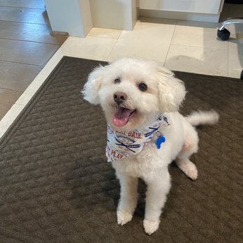 Haute Pets Mobile Grooming Salon - Pet Groomers Near Me - Houston, Texas Haute Pets Mobile Grooming Salon - Pet Groomers Near Me - Houston, Texas