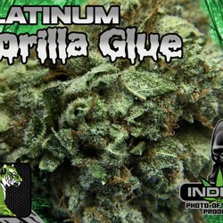 Green Tiger Marijuana Delivery - Premium Indica at The Green Tiger Marijuana Delivery Long Beach