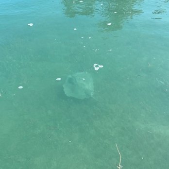 Tiki Boat Adventures - Yes a very cook sting ray - Boat Tours Near Me - Key West, Florida Tiki Boat Adventures - Yes a very cook sting ray - Boat Tours Near Me - Key West, Florida