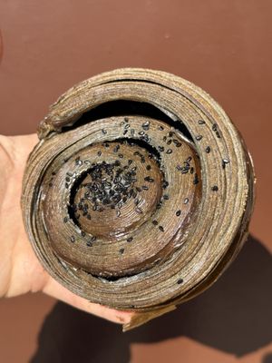 Paloma the Bakery by null