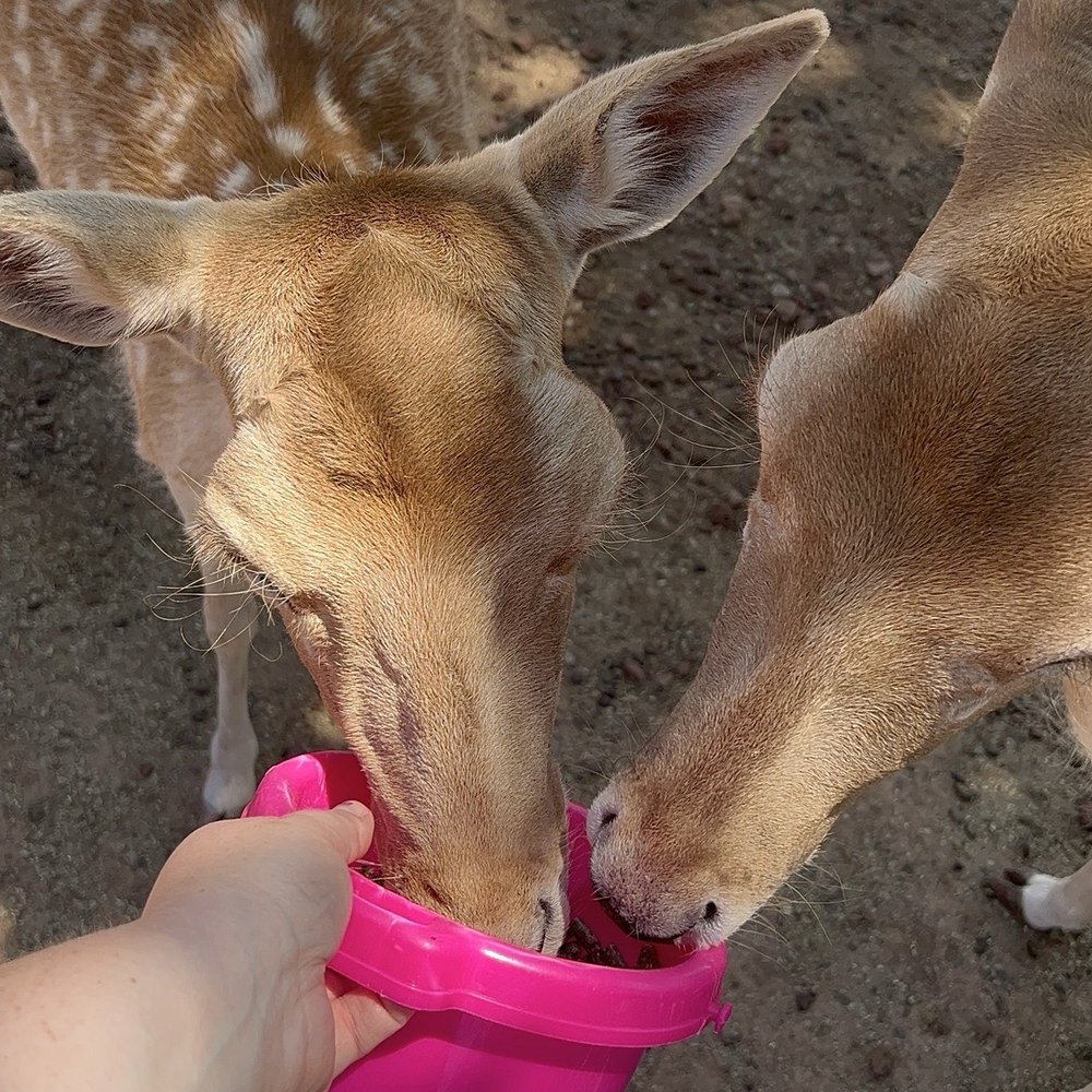 Grand Canyon Deer Farm - Zoos Near Me - Williams, Arizona Grand Canyon Deer Farm - Zoos Near Me - Williams, Arizona
