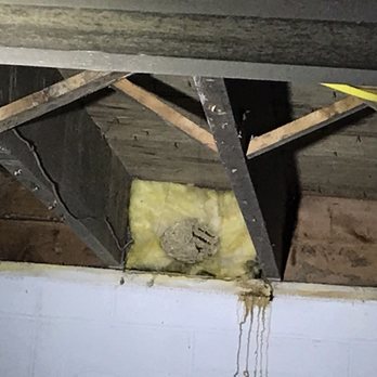 Bug-Out America - Mike at work exterminating yellow jackets! - Pest Control Near Me - Bethel Park, Pennsylvania