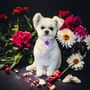 Photo of S & O Grooming