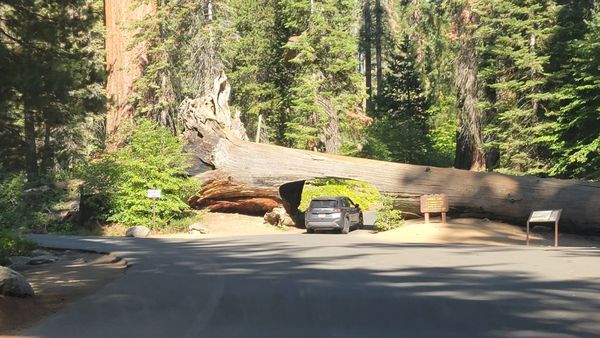 Sequoia National Park's Tunnel Log by null