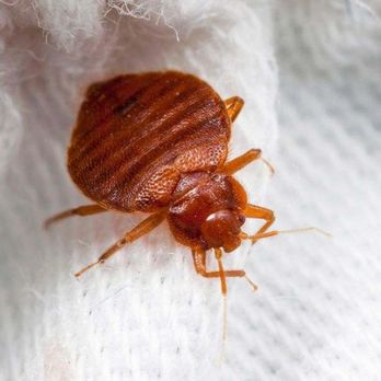 Bedbugsbegone - Pest Control Near Me Bedbugsbegone - Pest Control Near Me