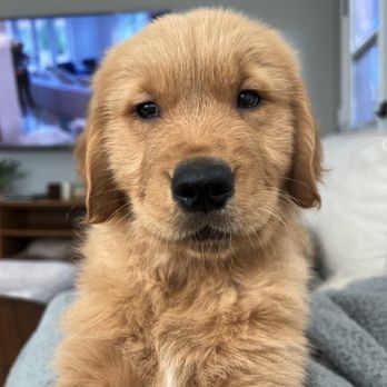 Vail Ranch Goldens - Pet Breeders Near Me Vail Ranch Goldens - Pet Breeders Near Me