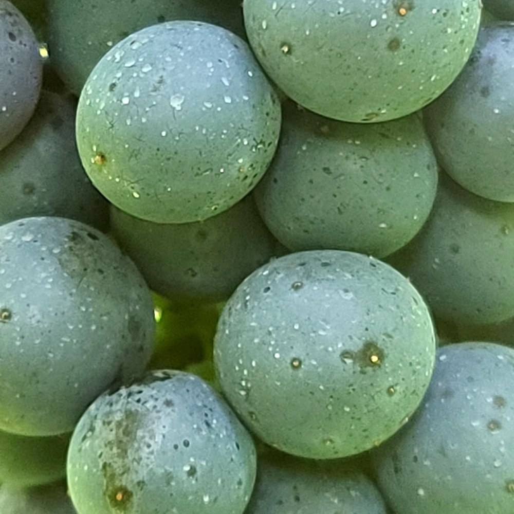 Trillium Vineyard - Mmm....grapes - Wine Tours Near Me - Bremen, Georgia Trillium Vineyard - Mmm....grapes - Wine Tours Near Me - Bremen, Georgia