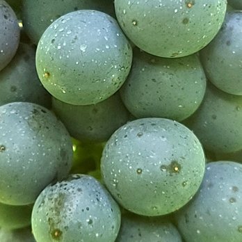 Trillium Vineyard - Mmm....grapes - Wine Tours Near Me - Bremen, Georgia Trillium Vineyard - Mmm....grapes - Wine Tours Near Me - Bremen, Georgia