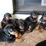 Photo of Love At First Sight Doberman Breeders