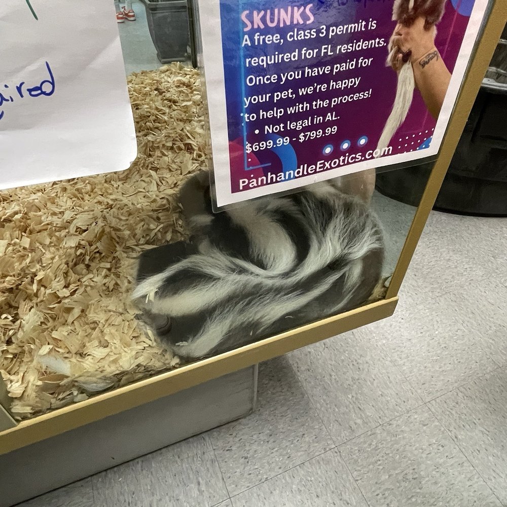 Panhandle Exotics - Pet Stores Near Me - Pensacola, Florida Panhandle Exotics - Pet Stores Near Me - Pensacola, Florida