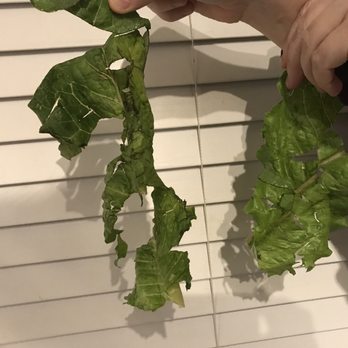 Marco's Pizza - Marcos Pizza in Pflugerville. This is what they use for your lettuce - Pizza Near Me - Pflugerville, Texas Marco's Pizza - Marcos Pizza in Pflugerville. This is what they use for your lettuce - Pizza Near Me - Pflugerville, Texas