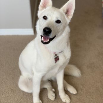 Paws At Main - Pet Groomers Near Me - Corona, California Paws At Main - Pet Groomers Near Me - Corona, California