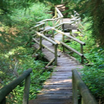 Shi Shi Beach - boardwalk in forest leading to Shi Shi Beach - Parks Near Me - Neah Bay, Washington