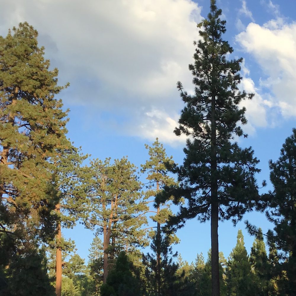 Barton Flats Campground - Campgrounds Near Me - San Bernardino, California