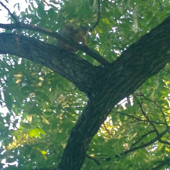 Lindsley Park - Squirrel looking for a nut! - Parks Near Me - Dallas, Texas Lindsley Park - Squirrel looking for a nut! - Parks Near Me - Dallas, Texas