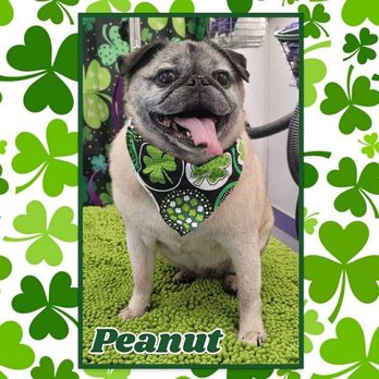 Pawzazz Mobile Grooming - Pet Groomers Near Me Pawzazz Mobile Grooming - Pet Groomers Near Me