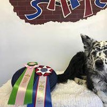 All FUR Fun Training and Event Center - Does your pet need nutritional advice consultations? All FUR Fun Training and Event Center provides access to organic, premiu... - Pet Training Near Me - Addison, Texas All FUR Fun Training and Event Center - Does your pet need nutritional advice consultations? All FUR Fun Training and Event Center provides access to organic, premiu... - Pet Training Near Me - Addison, Texas