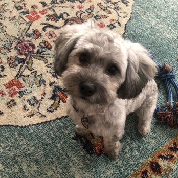 West End Grooming - After! - Pet Groomers Near Me - Austin, Texas