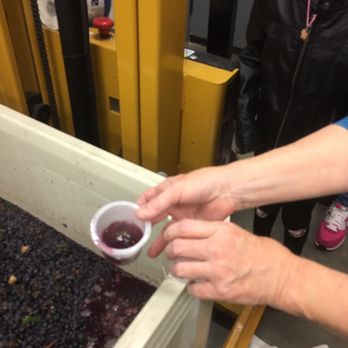 Symbiosis Wines - Newly harvested grapes in vat with the juice that becomes the wine. - Wineries Near Me - Paso Robles, California Symbiosis Wines - Newly harvested grapes in vat with the juice that becomes the wine. - Wineries Near Me - Paso Robles, California