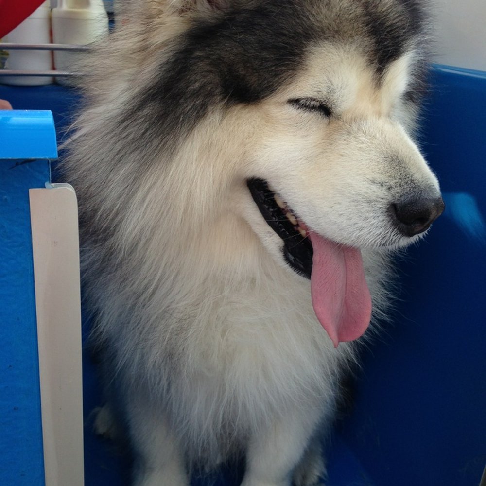 The Pooch Mobile - Thanks Roland for making me beautiful - Pet Groomers Near Me - Parker, Colorado The Pooch Mobile - Thanks Roland for making me beautiful - Pet Groomers Near Me - Parker, Colorado