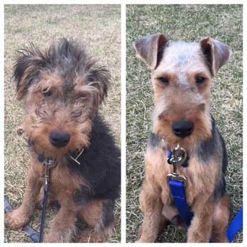 Furs-A-Flyin - Dex! - Pet Groomers Near Me - Livonia, Michigan Furs-A-Flyin - Dex! - Pet Groomers Near Me - Livonia, Michigan