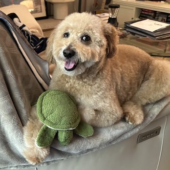 Boujee Bubbles Mobile Dog Grooming - I am so happy. I got to see Betty and I look so good. And, smell good too. - Pet Groomers Near Me Boujee Bubbles Mobile Dog Grooming - I am so happy. I got to see Betty and I look so good. And, smell good too. - Pet Groomers Near Me