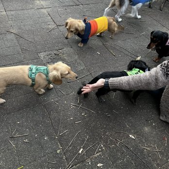 The Regal Beagle - Sausage Dog Party! - Pet Stores Near Me - New York, New York