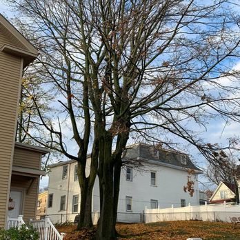 Niz Tree Services - a bare tree in front of a house - Tree Services Near Me Niz Tree Services - a bare tree in front of a house - Tree Services Near Me