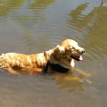 Cat Rock Park - Cooling off - Dog Parks Near Me - Weston, Massachusetts