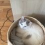 Photo of A Ragdoll To Love