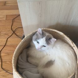 A Ragdoll To Love - Lil Bert