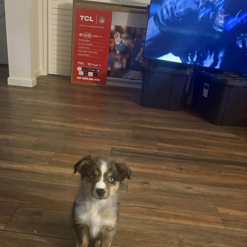 Akin’s Aussies - My beautiful pup. - Pet Breeders Near Me