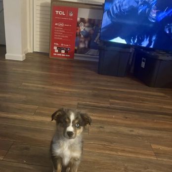 Akin’s Aussies - My beautiful pup. - Pet Breeders Near Me