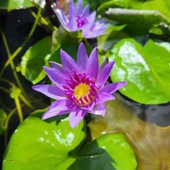 Sunny Landscapes - Waterlilies - Landscape Architects or Designers Near Me - Bradenton, Florida