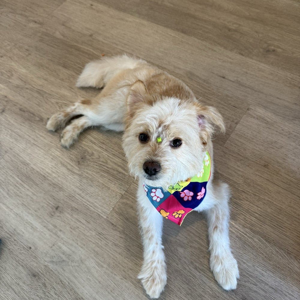 Bitches N Bubbles - Pet Groomers Near Me - Long Beach, California