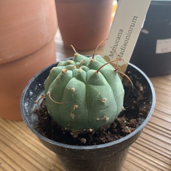 The Catalina Plant - Nurseries & Gardening Near Me - Chicago, Illinois
