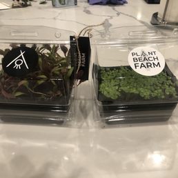 Micro beet and micro basil Micro beet and micro basil