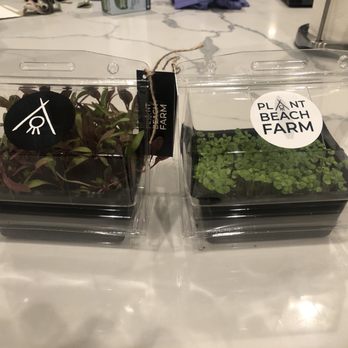 Plant Beach Farm - Micro beet and micro basil - Farms Near Me - Encinitas, California Plant Beach Farm - Micro beet and micro basil - Farms Near Me - Encinitas, California