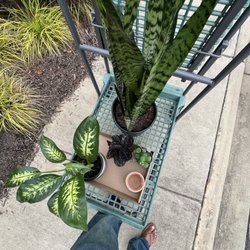Pike Nurseries